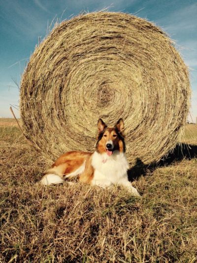 Hay and Daisy
