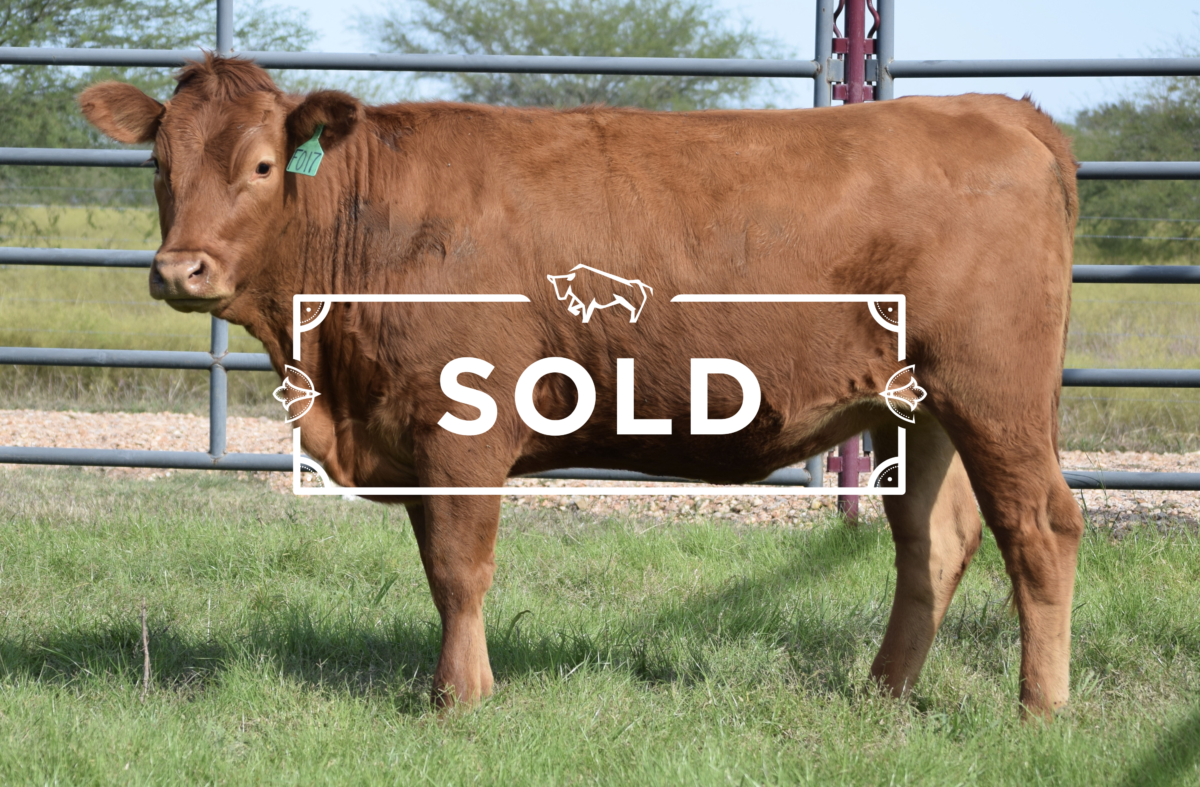 Cattle Sale Old Three Wagyu