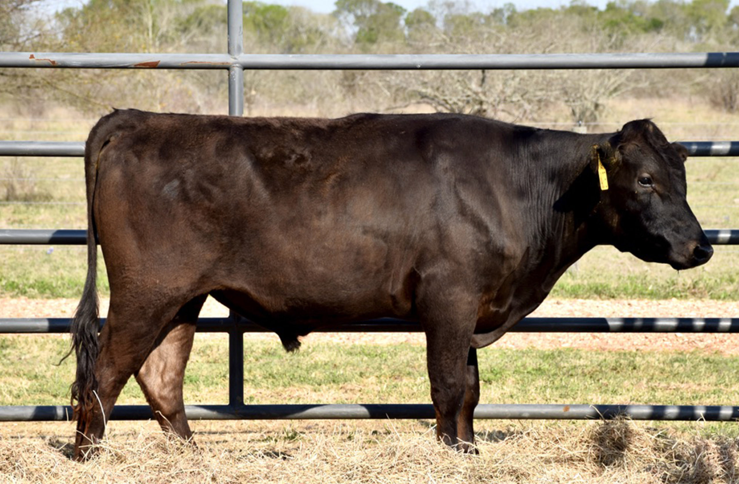 H697E
