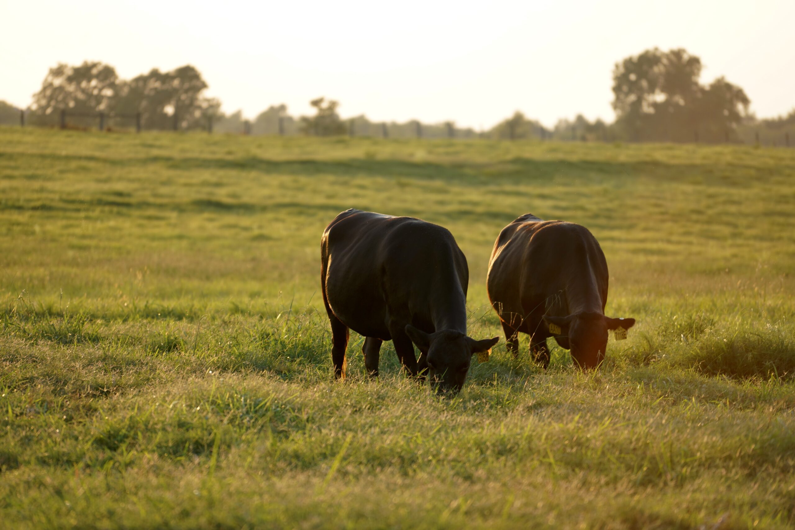 Cattle Grazing Fullblood Black Wagyu cattle grazing at Old Three Wagyu's Pleasant View Farm near Brenham, Texas.
