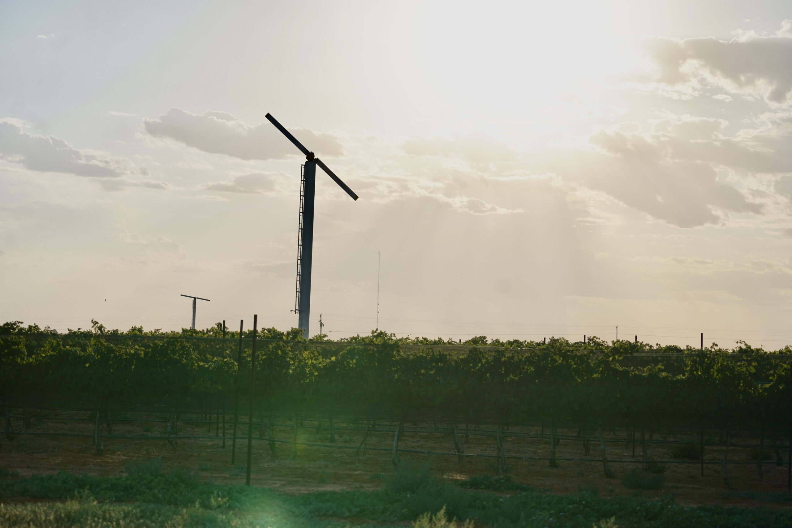 Rowland Taylor Vineyards premium Texas wine grapes at sunset, featuring fruit set, frost fans and protective hail netting in the Texas High Plains vineyard.
